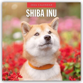 Shiba Inu 2026 - 16-Monatskalender