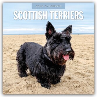Scottish Terrier - Scotchterrier 2026 - 16-Monatskalender