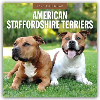 American Staffordshire Terriers - American Staffordshire Terrier 2026 - 16-Monatskalender