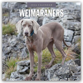 Weimaraners - Weimaraner 2026 - 16-Monatskalender