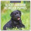 Black Labrador Retriever Puppies - Schwarze Labrador Retriever Welpen 2026 - 16-Monatskalender