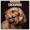 Cockapoos - Cockapoo 2026 - 16-Monatskalender