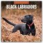 Black Labrador Retrievers - Schwarze Labrador Retriever 2026 - 16-Monatskalender