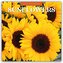 Sunflowers - Sonnenblumen 2026 - 16-Monatskalender