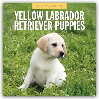 Yellow Labrador Retriever Puppies - Gelbe Labrador Retriever Welpen 2026 - 16-Monatskalender