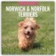 Norwich Terrier und Norfolk Terrier 2026 - 16-Monatskalender