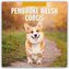 Pembroke Welsh Corgis - Pembroke Welsh Corgi 2026 - 16-Monatskalender
