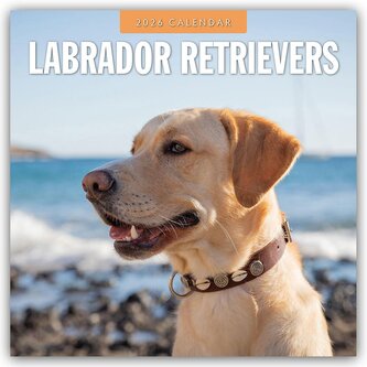 Labrador Retrievers - Labrador Retriever 2026 - 16-Monatskalender