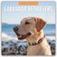 Labrador Retrievers - Labrador Retriever 2026 - 16-Monatskalender