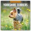 Yorkshire Terriers - Yorkshire Terrier 2026 - 16-Monatskalender