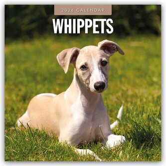 Whippets - Whippet 2026 - 16-Monatskalender