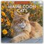 Maine Coon Cats - Maine Coon Katzen 2026 - 16-Monatskalender
