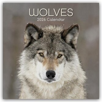 Wolves - Wölfe 2026 - 16-Monatskalender