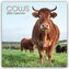 Cows - Kühe 2026 - 16-Monatskalender