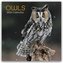Owls - Eulen 2026 - 16-Monatskalender