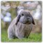 Cute Bunnies - Niedliche Kaninchen 2026 - 16-Monatskalender