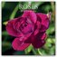 Roses - Rosen 2026 - 16-Monatskalender