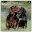Dobermans - Dobermann 2026 - 16-Monatskalender