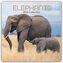 Elephants - Elefanten 2026 - 16-Monatskalender