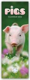Pigs - Ferkel - Schweinchen 2026 - Slimline-Kalender