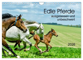 Edle Pferde - ausgelassen und unbeschwert (Wandkalender 2026 DIN A4 quer), CALVENDO Monatskalender