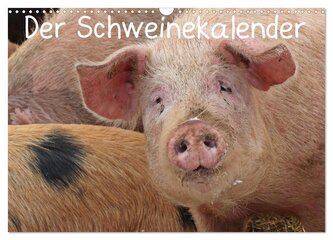 Der Schweinekalender (Wandkalender 2026 DIN A3 quer), CALVENDO Monatskalender