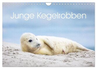 Junge Kegelrobben (Wandkalender 2026 DIN A4 quer), CALVENDO Monatskalender