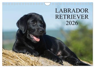 Labrador Retriever 2026 (Wandkalender 2026 DIN A4 quer), CALVENDO Monatskalender
