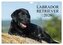 Labrador Retriever 2026 (Wandkalender 2026 DIN A4 quer), CALVENDO Monatskalender