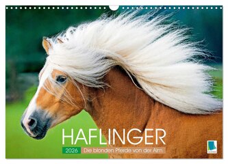 Haflinger: Die blonden Pferde von der Alm (Wandkalender 2026 DIN A3 quer), CALVENDO Monatskalender