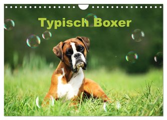 Typisch Boxer (Wandkalender 2026 DIN A4 quer), CALVENDO Monatskalender