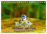 Sommer am Pool - Singvögel an der Badestelle (Tischkalender 2026 DIN A5 quer), CALVENDO Monatskalender