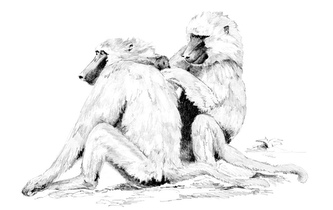 Malování SKICOVACÍMI TUŽKAMI - Paviány