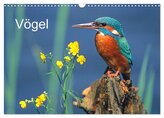 Vögel (Wandkalender 2026 DIN A3 quer), CALVENDO Monatskalender