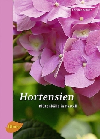 Hortensien