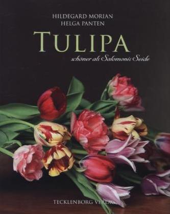 Tulipa